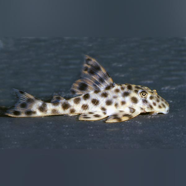 L-006 Leopard Spotted Pleco