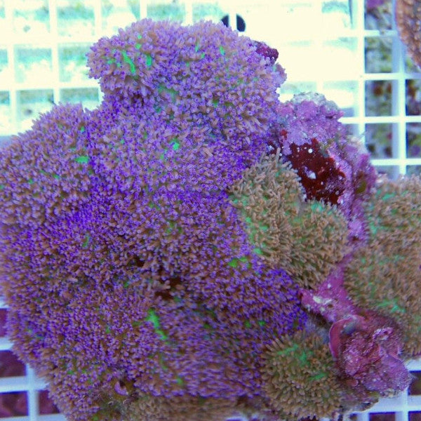 Lavender Mushroom Coral
