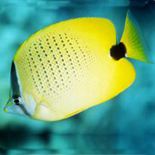 Lemon Butterflyfish
