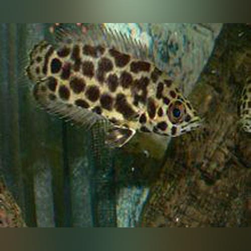 Leopard Ctenopoma Leaf Fish