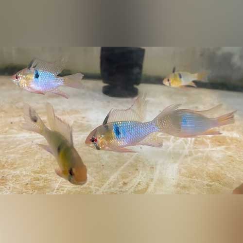 Long Fin Blue Ram - AquariumFishSale.com