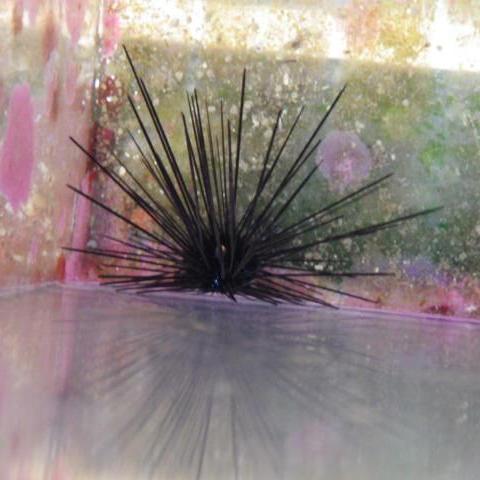 Longspine Urchin, Black