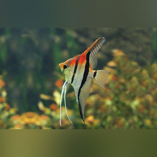 Manacapuru Red Shoulder Angelfish