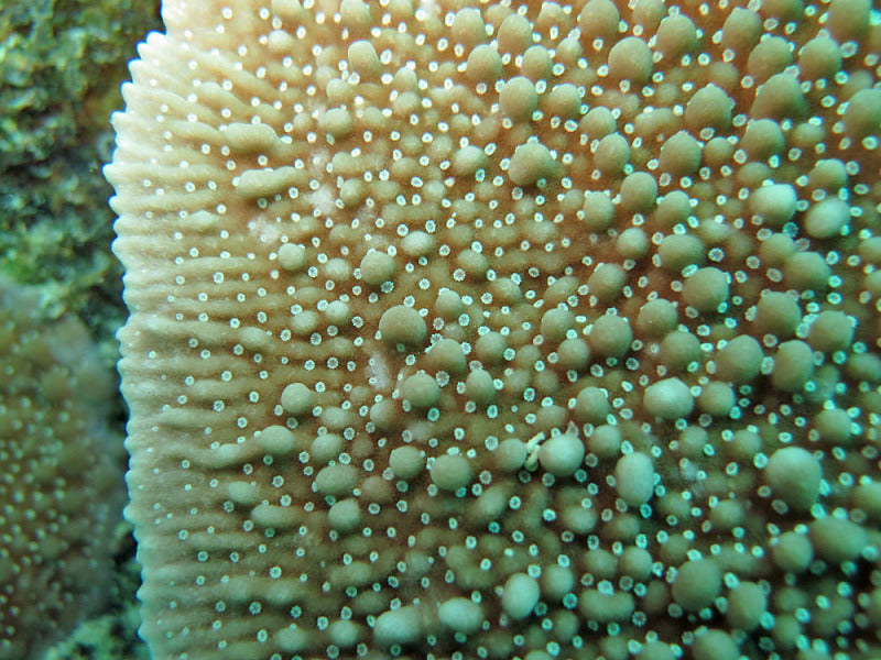 Green Danae Montipora Coral
