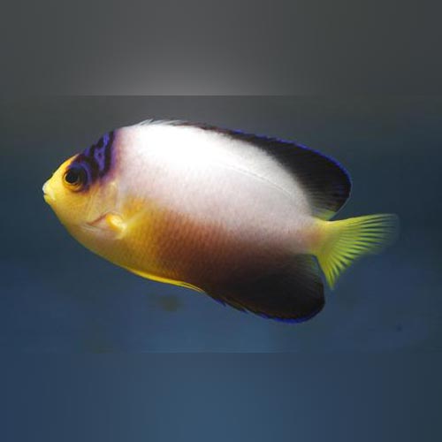 Multicolor Angelfish