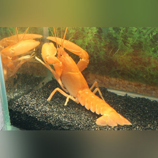 Neon Orange Lobster