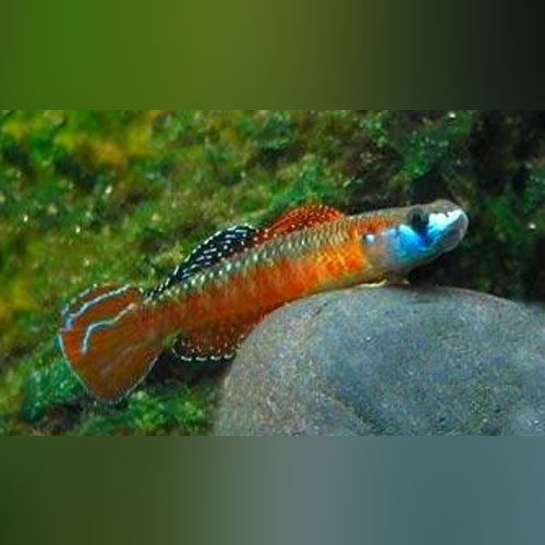 Neon Red Stiphodon Goby