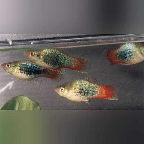 Neon Red Tail Platy