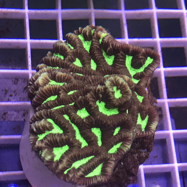 Platygyra Colored Coral
