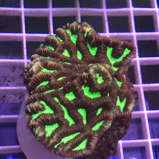 Platygyra Colored Coral