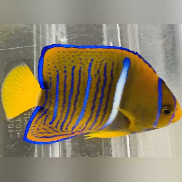 Passer Angelfish - AquariumFishSale.com