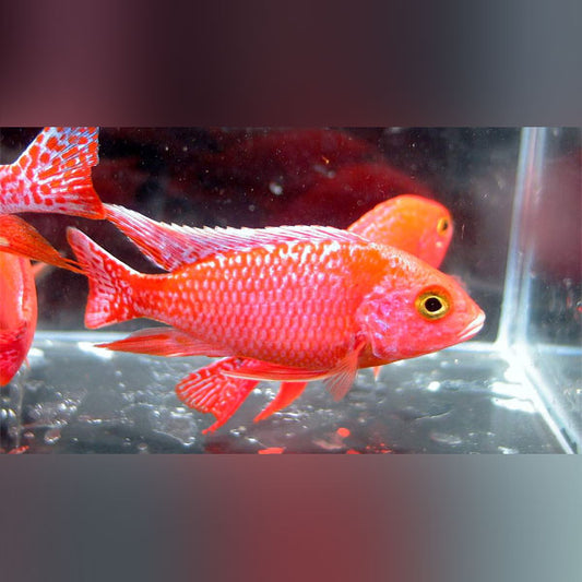 Firefish Cichlid