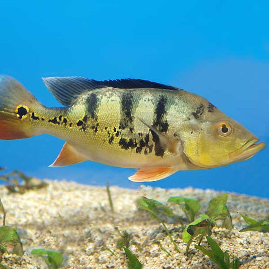Peacock Bass Ocellaris