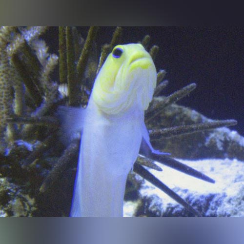 Pearly Yellowhead Jawfish Goby