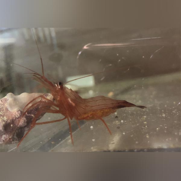 Peppermint Shrimp - AquariumFishSale.com