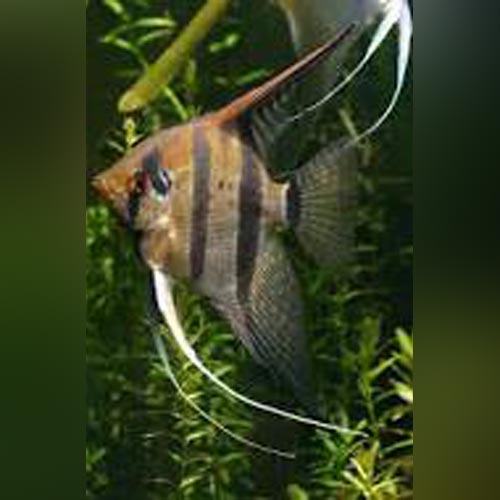 Peruvian Altum Angelfish