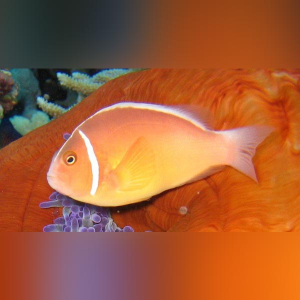Pink Skunk Clownfish (Fiji)
