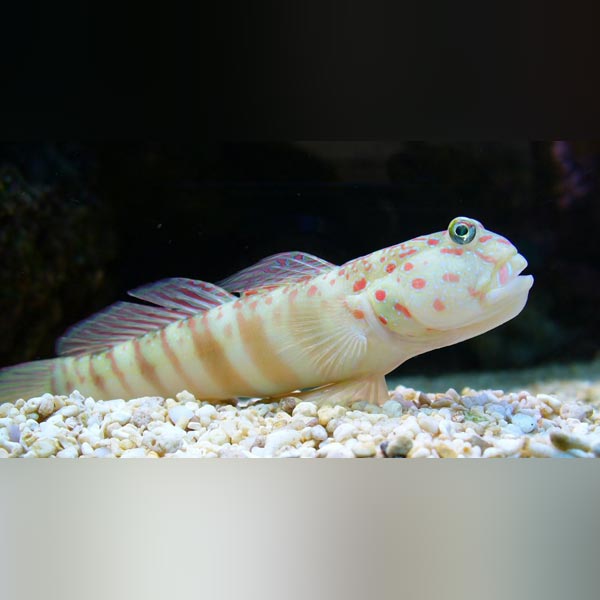Pink Spot Watchman Goby