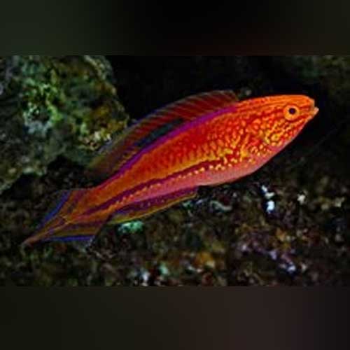 Pinktail Fairy Wrasse (male)
