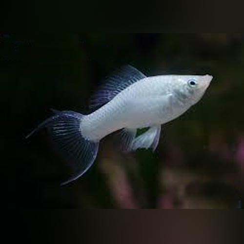thumbnail image 2 of LIVE Molly Fish – Platinum Balloon Lyretail – White & Blue Eyes – USA Local Breeder 2 of 5