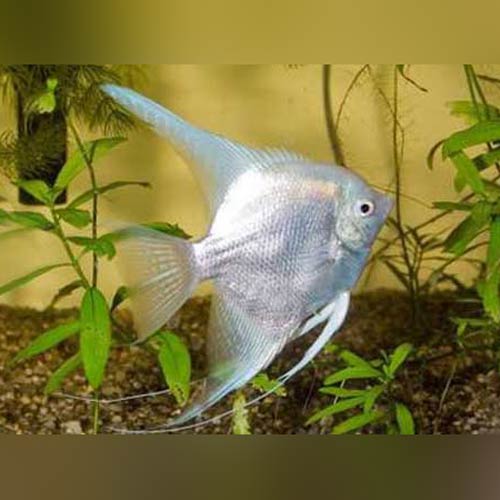Platinum Angelfish