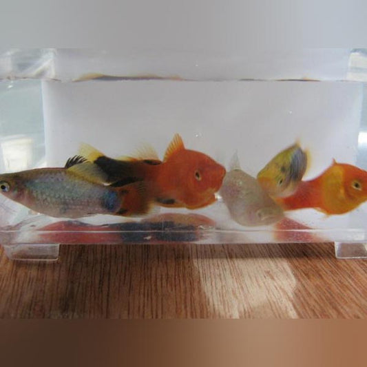 Platy Assorted (Lot of 6)