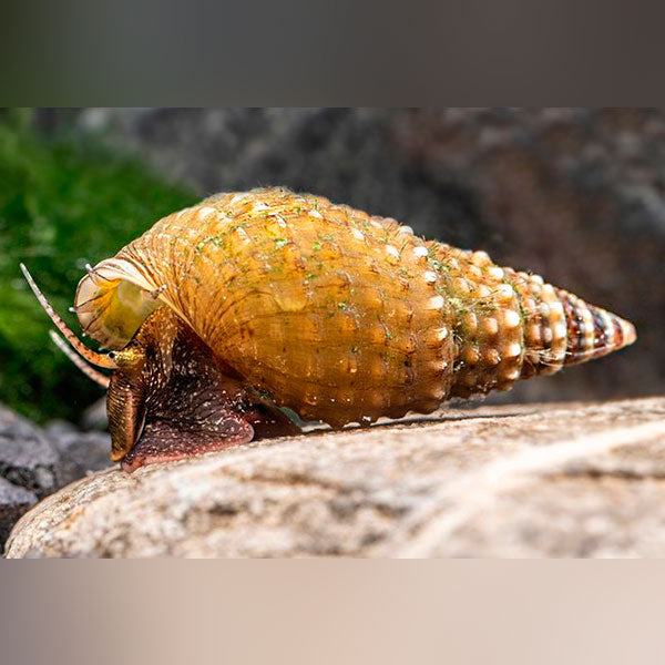 Prambanan Snail