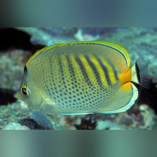 Punctado Butterflyfish