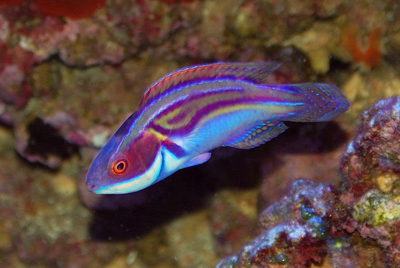 Labout's Wrasse