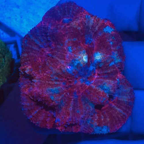 Red Bowerbankii Coral - AquariumFishSale.com
