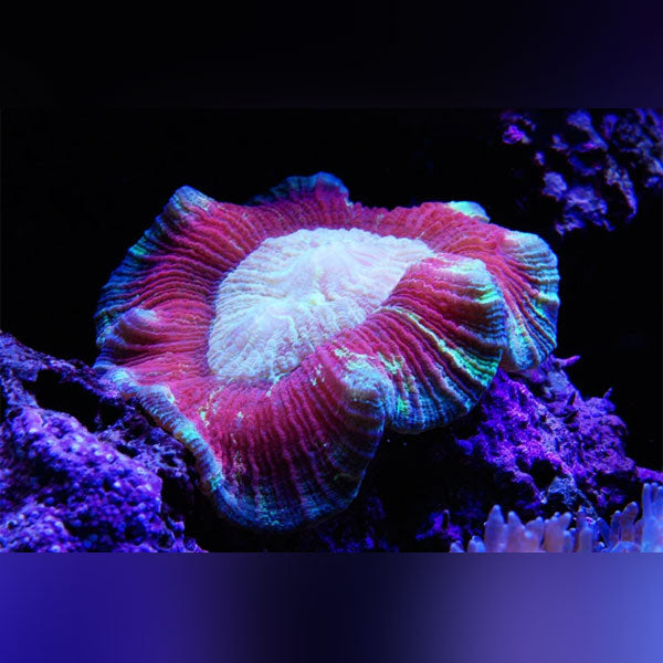 Red Brain Coral - AquariumFishSale.com