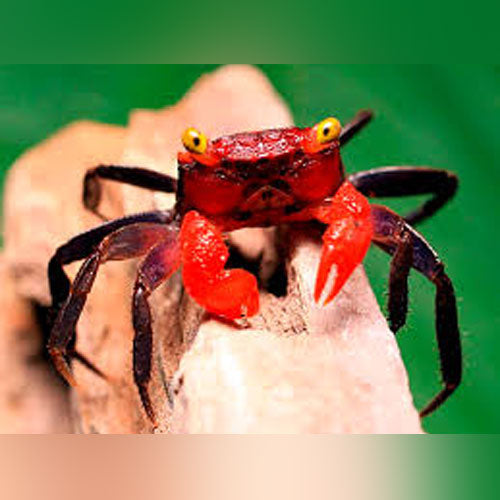 Red Devil Crab
