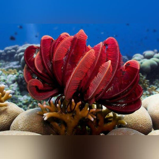 Red Feather Starfish