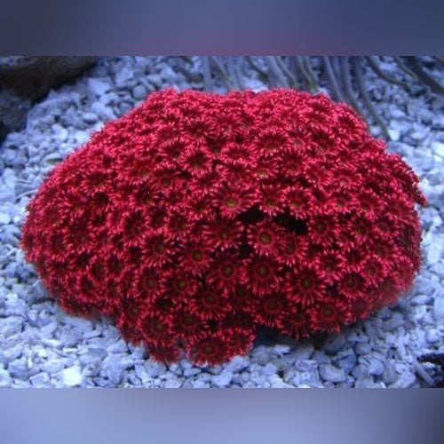 Red Flower Pot Coral - AquariumFishSale.com