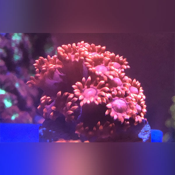 Red Goniopora Coral Frag