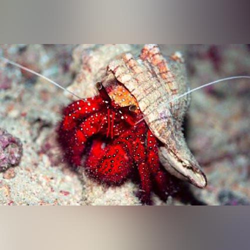 Red Hermit hair Crab