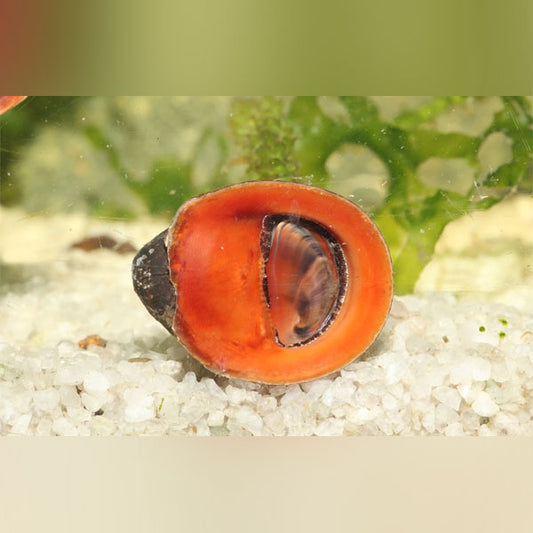 Red Lips Nerite Snail