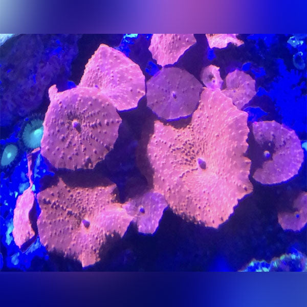 Red Mushroom Coral - AquariumFishSale.com