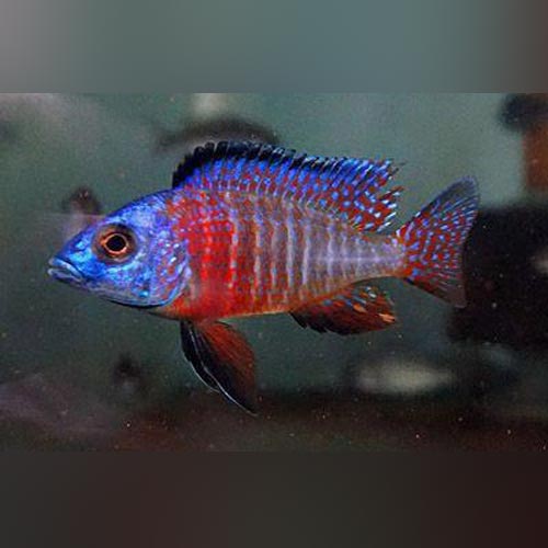 Peacock Cichlid Red
