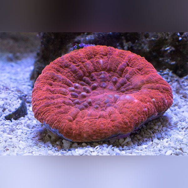 Red Scolymia Coral - AquariumFishSale.com