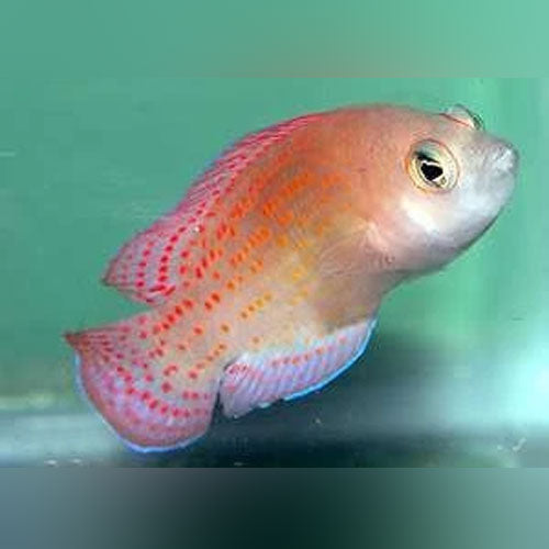 Red Spot Dottyback - AquariumFishSale.com