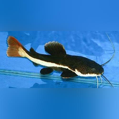 Red Tail Catfish