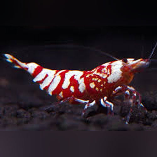 Grade S Red Tiger Shrimp