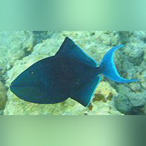 Red Tooth Niger Triggerfish