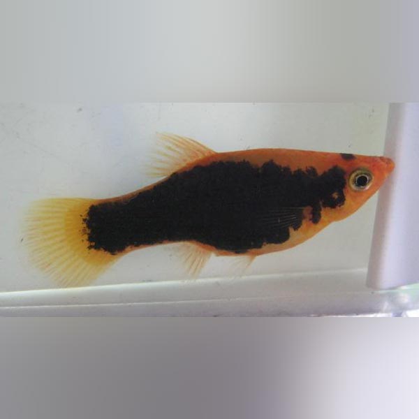 Red Tux Platy