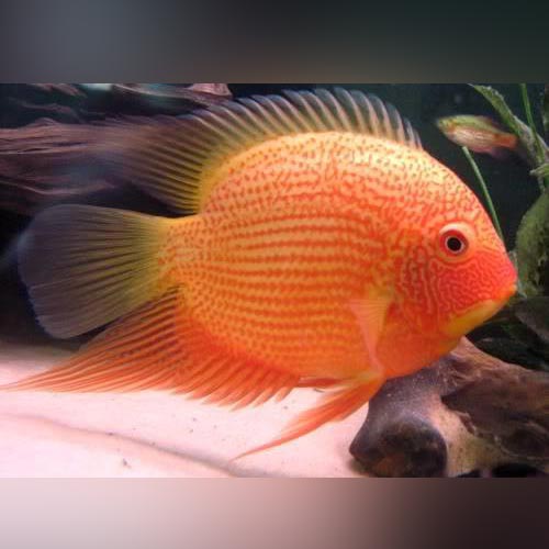 Red Spotted Gold Severum