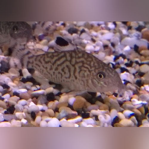 Reticulated Cory
