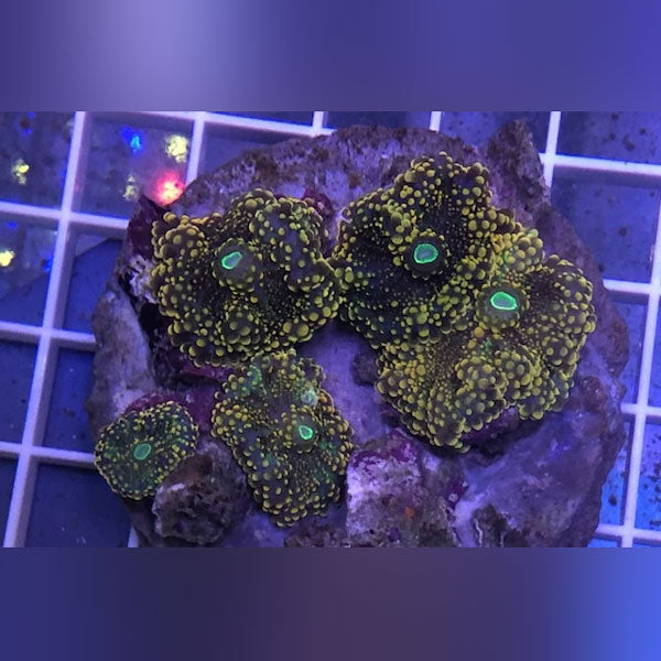 Ricordea Mushroom Coral - AquariumFishSale.com