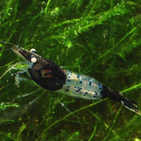 Black and Blue Rili Shrimp