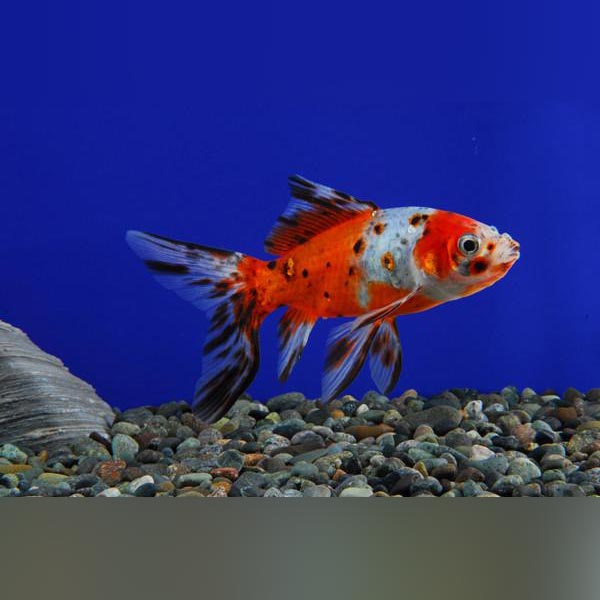3" Shubunkin Goldfish
